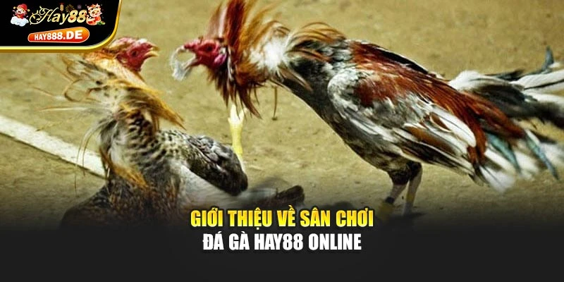 Giới thiệu về sân chơi đá gà Hay88 online