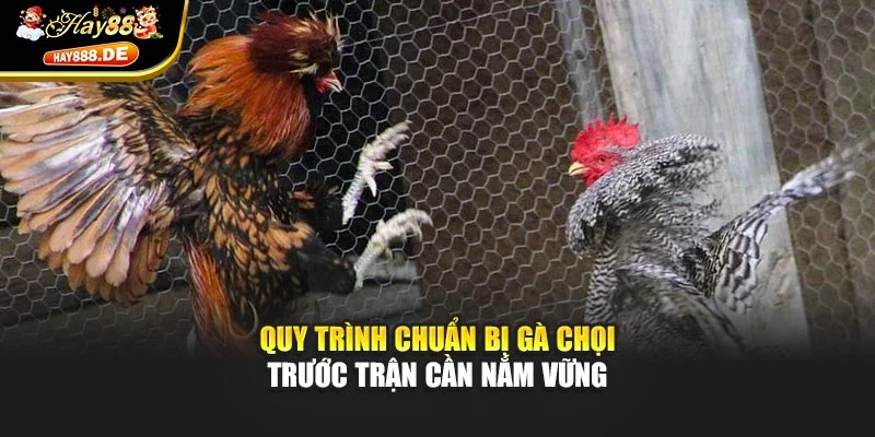 Quy trình chuẩn bị gà chọi trước trận cần nắm vững